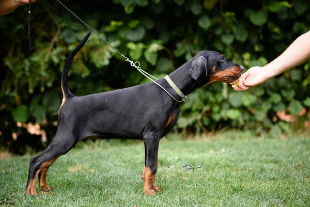 Доберман кученца Doberman, Vaccinated - Yes, Dewormed - Yes - city of Izvun Bulgaria | Dogs - снимка 5