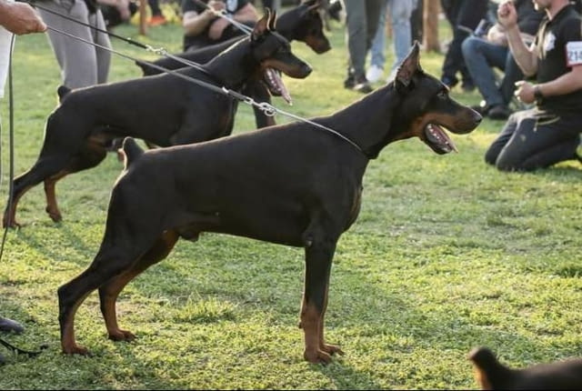 Доберман кученца Doberman, Vaccinated - Yes, Dewormed - Yes - city of Izvun Bulgaria | Dogs - снимка 6