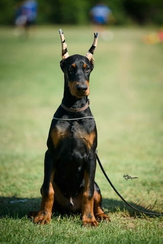 Доберман кученца Doberman, Vaccinated - Yes, Dewormed - Yes - city of Izvun Bulgaria | Dogs - снимка 7