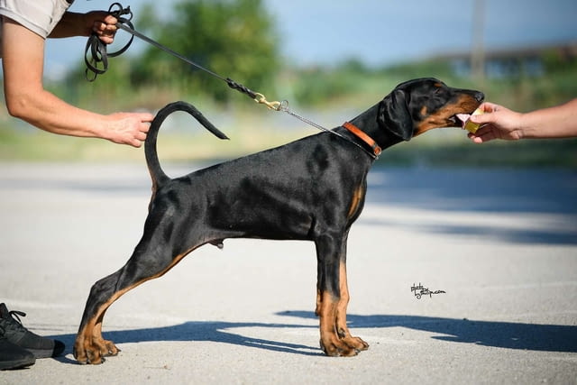 Доберман кученца Doberman, Vaccinated - Yes, Dewormed - Yes - city of Izvun Bulgaria | Dogs - снимка 8