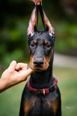 Доберман кученца Doberman, Vaccinated - Yes, Dewormed - Yes - city of Izvun Bulgaria | Dogs - снимка 9