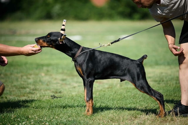 Доберман кученца Doberman, Vaccinated - Yes, Dewormed - Yes - city of Izvun Bulgaria | Dogs - снимка 10