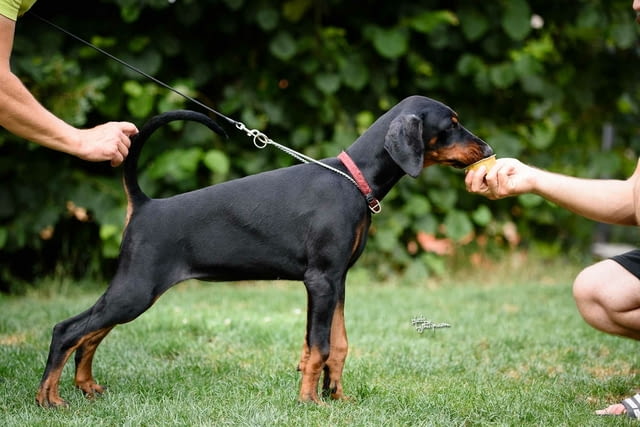 Доберман кученца Doberman, Vaccinated - Yes, Dewormed - Yes - city of Izvun Bulgaria | Dogs - снимка 11