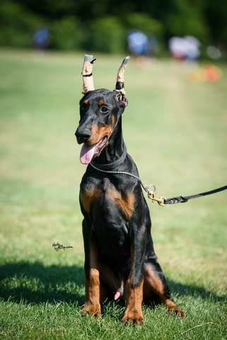 Доберман кученца Doberman, Vaccinated - Yes, Dewormed - Yes - city of Izvun Bulgaria | Dogs - снимка 12