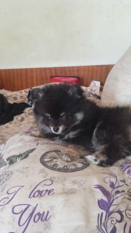 Малка сладурана търси ново жилище Pomeranian, 6 Months, Vaccinated - Yes - city of Plovdiv | Dogs - снимка 1