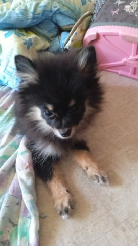 Малка сладурана търси ново жилище Pomeranian, 6 Months, Vaccinated - Yes - city of Plovdiv | Dogs - снимка 2