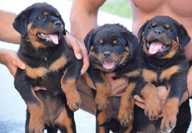 Ротвайлер Rottweiler, 3 Months, Vaccinated - Yes - city of Izvun Bulgaria | Dogs - снимка 2