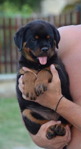 Ротвайлер Rottweiler, 3 Months, Vaccinated - Yes - city of Izvun Bulgaria | Dogs - снимка 3