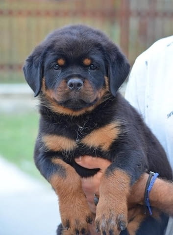 Ротвайлер Rottweiler, 3 Months, Vaccinated - Yes - city of Izvun Bulgaria | Dogs - снимка 4