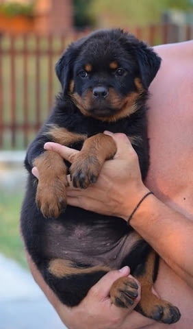 Ротвайлер Rottweiler, 3 Months, Vaccinated - Yes - city of Izvun Bulgaria | Dogs - снимка 5