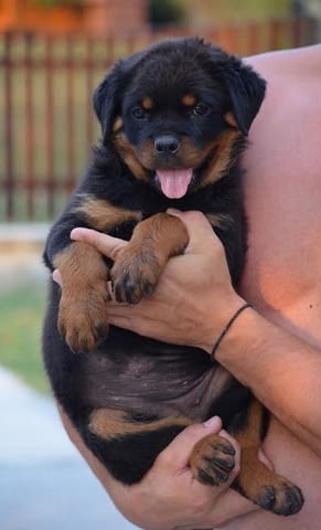 Ротвайлер Rottweiler, 3 Months, Vaccinated - Yes - city of Izvun Bulgaria | Dogs - снимка 6