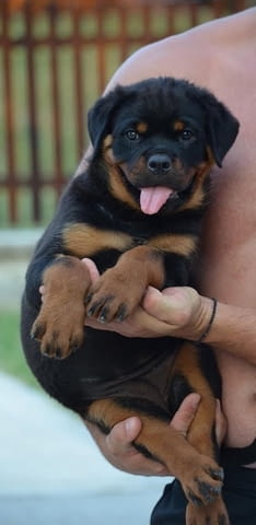 Ротвайлер Rottweiler, 3 Months, Vaccinated - Yes - city of Izvun Bulgaria | Dogs - снимка 7