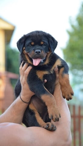 Ротвайлер Rottweiler, 3 Months, Vaccinated - Yes - city of Izvun Bulgaria | Dogs - снимка 8