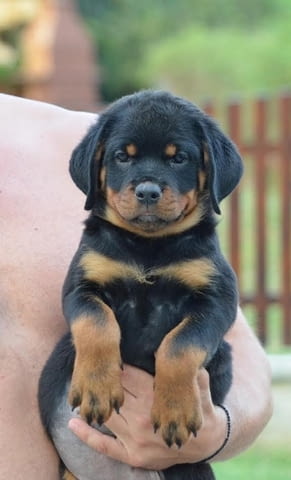 Ротвайлер Rottweiler, 3 Months, Vaccinated - Yes - city of Izvun Bulgaria | Dogs - снимка 9