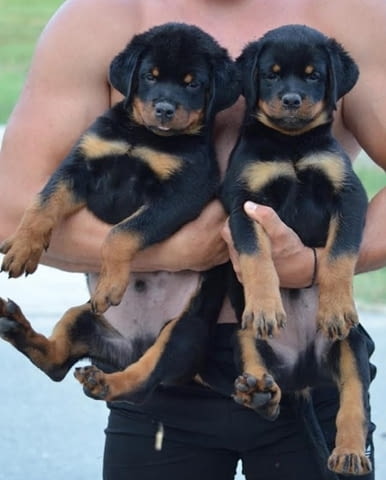 Ротвайлер Rottweiler, 3 Months, Vaccinated - Yes - city of Izvun Bulgaria | Dogs - снимка 10