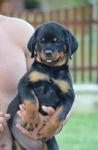 Ротвайлер Rottweiler, 3 Months, Vaccinated - Yes - city of Izvun Bulgaria | Dogs - снимка 11