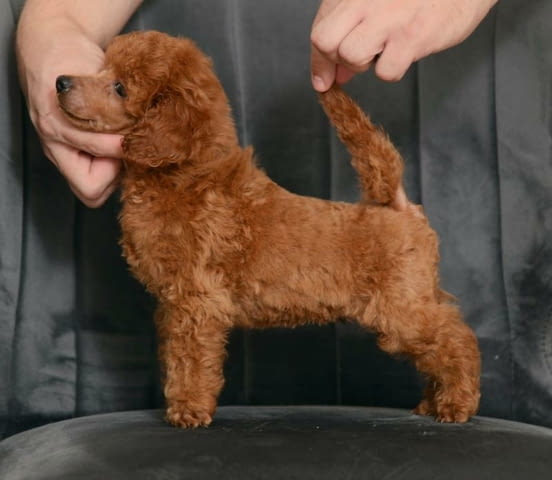 Червен миниатюрен пудел кученца Toy Poodle, Vaccinated - Yes, Dewormed - Yes - city of Izvun Bulgaria | Dogs - снимка 1