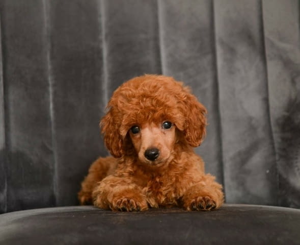 Червен миниатюрен пудел кученца Toy Poodle, Vaccinated - Yes, Dewormed - Yes - city of Izvun Bulgaria | Dogs - снимка 2