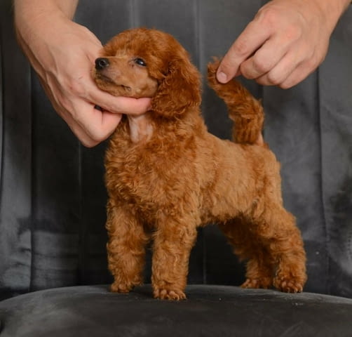 Червен миниатюрен пудел кученца Toy Poodle, Vaccinated - Yes, Dewormed - Yes - city of Izvun Bulgaria | Dogs - снимка 3