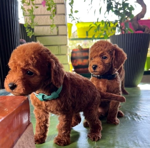 Миниатюрен пудел кученца Toy Poodle, Vaccinated - Yes, Dewormed - Yes - city of Izvun Bulgaria | Dogs - снимка 3