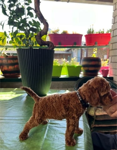 Миниатюрен пудел кученца Toy Poodle, Vaccinated - Yes, Dewormed - Yes - city of Izvun Bulgaria | Dogs - снимка 4