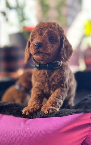 Миниатюрен пудел кученца Toy Poodle, Vaccinated - Yes, Dewormed - Yes - city of Izvun Bulgaria | Dogs - снимка 6