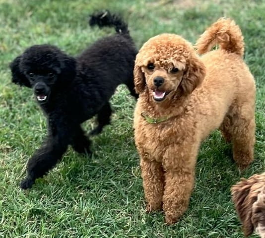 Миниатюрен пудел кученца Toy Poodle, Vaccinated - Yes, Dewormed - Yes - city of Izvun Bulgaria | Dogs - снимка 10