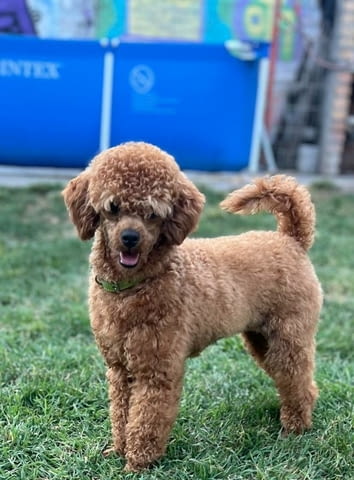 Миниатюрен пудел кученца Toy Poodle, Vaccinated - Yes, Dewormed - Yes - city of Izvun Bulgaria | Dogs - снимка 11