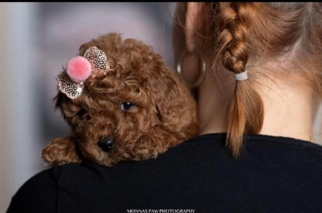 Червено джудже и играчки пудели Mini Poodle, 2 Months, Vaccinated - Yes - city of Izvun Bulgaria | Dogs - снимка 1