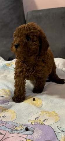 Червено джудже и играчки пудели Mini Poodle, 2 Months, Vaccinated - Yes - city of Izvun Bulgaria | Dogs - снимка 2