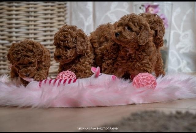 Червено джудже и играчки пудели Mini Poodle, 2 Months, Vaccinated - Yes - city of Izvun Bulgaria | Dogs - снимка 3