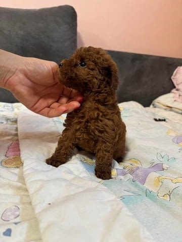 Червено джудже и играчки пудели Mini Poodle, 2 Months, Vaccinated - Yes - city of Izvun Bulgaria | Dogs - снимка 4