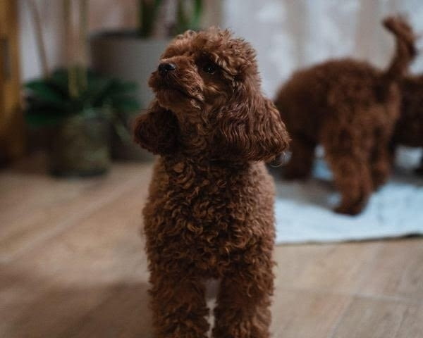 Червено джудже и играчки пудели Mini Poodle, 2 Months, Vaccinated - Yes - city of Izvun Bulgaria | Dogs - снимка 6