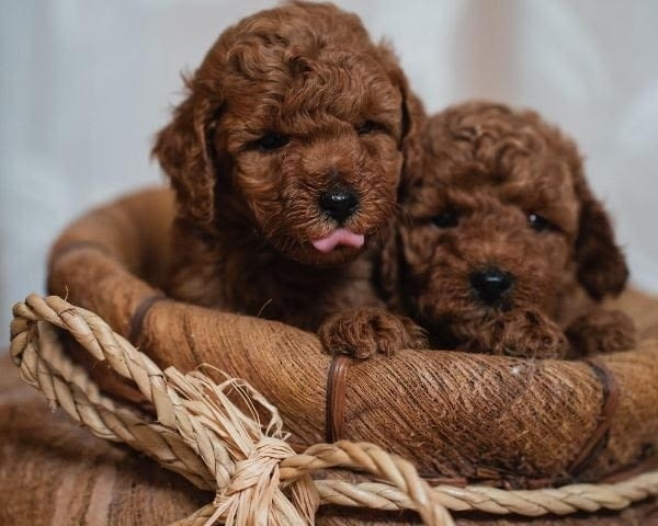 Червено джудже и играчки пудели Mini Poodle, 2 Months, Vaccinated - Yes - city of Izvun Bulgaria | Dogs - снимка 7