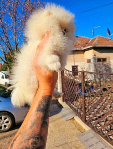 Померан, женско кученце Pomeranian, Vaccinated - Yes - city of Sofia | Dogs - снимка 1