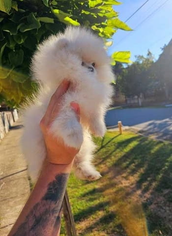 Померан, женско кученце Pomeranian, Vaccinated - Yes - city of Sofia | Dogs - снимка 2