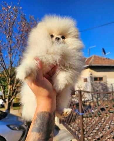 Померан, женско кученце Pomeranian, Vaccinated - Yes - city of Sofia | Dogs - снимка 3