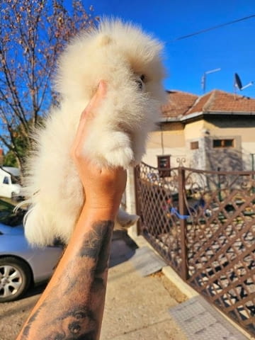 Померан, женско кученце Pomeranian, Vaccinated - Yes - city of Sofia | Dogs - снимка 4