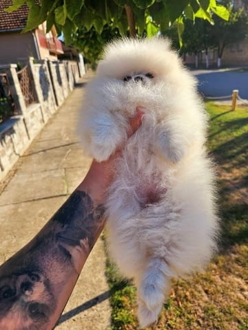 Померан, женско кученце Pomeranian, Vaccinated - Yes - city of Sofia | Dogs - снимка 6