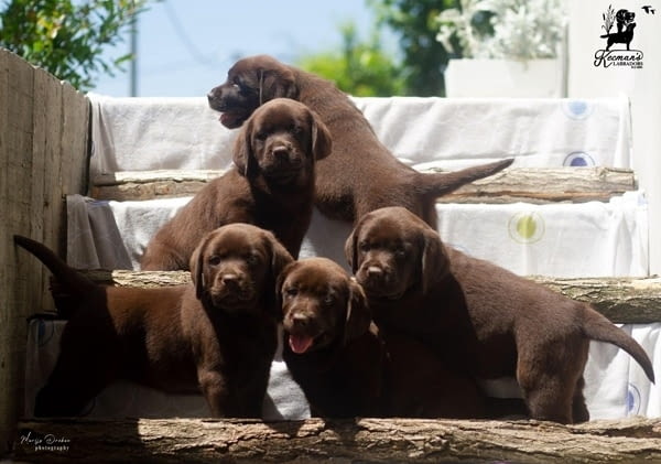 Кученца лабрадор ретривър Labrador Retriever, 2 Months, Vaccinated - Yes - city of Izvun Bulgaria | Dogs - снимка 1