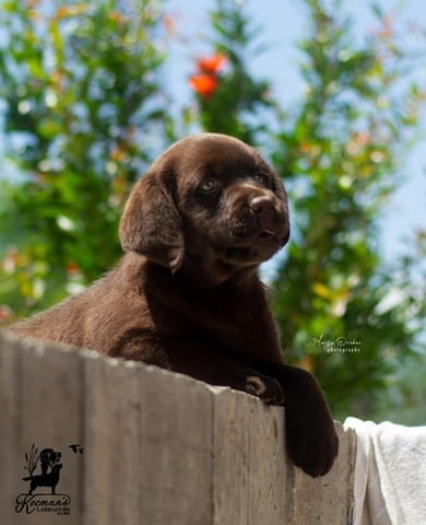 Кученца лабрадор ретривър Labrador Retriever, 2 Months, Vaccinated - Yes - city of Izvun Bulgaria | Dogs - снимка 2