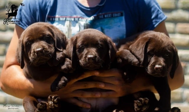 Кученца лабрадор ретривър Labrador Retriever, 2 Months, Vaccinated - Yes - city of Izvun Bulgaria | Dogs - снимка 3