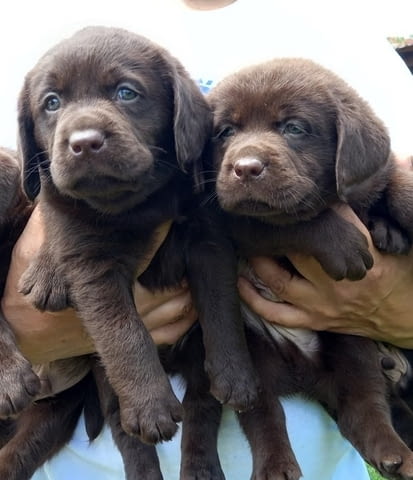 Кученца лабрадор ретривър Labrador Retriever, 2 Months, Vaccinated - Yes - city of Izvun Bulgaria | Dogs - снимка 4