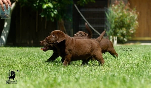 Кученца лабрадор ретривър Labrador Retriever, 2 Months, Vaccinated - Yes - city of Izvun Bulgaria | Dogs - снимка 6