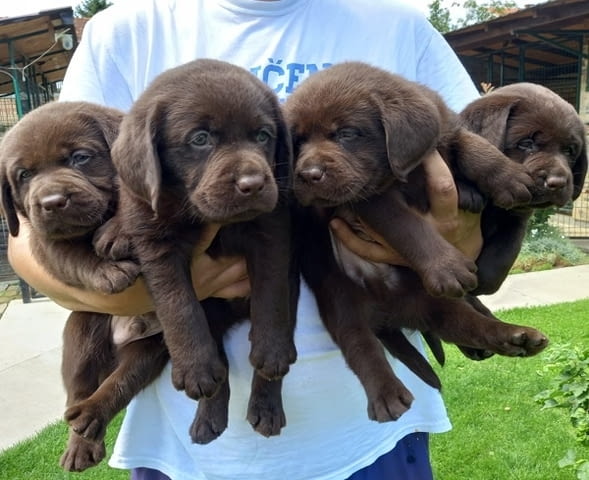 Кученца лабрадор ретривър Labrador Retriever, 2 Months, Vaccinated - Yes - city of Izvun Bulgaria | Dogs - снимка 7