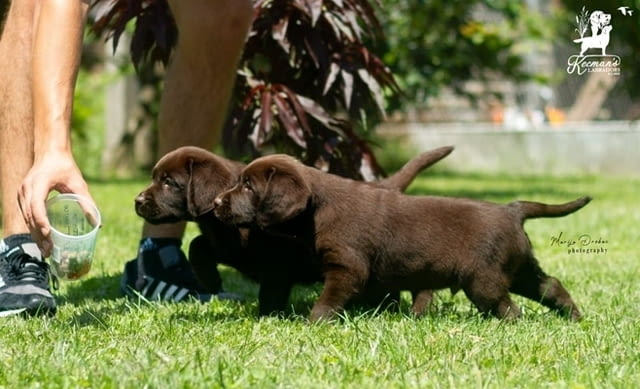 Кученца лабрадор ретривър Labrador Retriever, 2 Months, Vaccinated - Yes - city of Izvun Bulgaria | Dogs - снимка 8