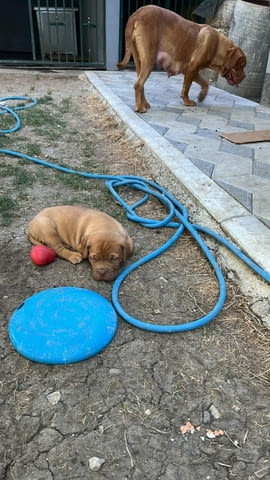 Дог от Бордо Dog of Bordo, Vaccinated - Yes, Dewormed - Yes - city of Izvun Bulgaria | Dogs - снимка 2