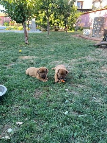 Дог от Бордо Dog of Bordo, Vaccinated - Yes, Dewormed - Yes - city of Izvun Bulgaria | Dogs - снимка 3