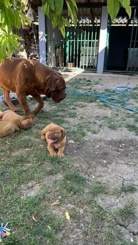 Дог от Бордо Dog of Bordo, Vaccinated - Yes, Dewormed - Yes - city of Izvun Bulgaria | Dogs - снимка 4