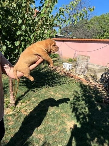 Дог от Бордо Dog of Bordo, Vaccinated - Yes, Dewormed - Yes - city of Izvun Bulgaria | Dogs - снимка 5